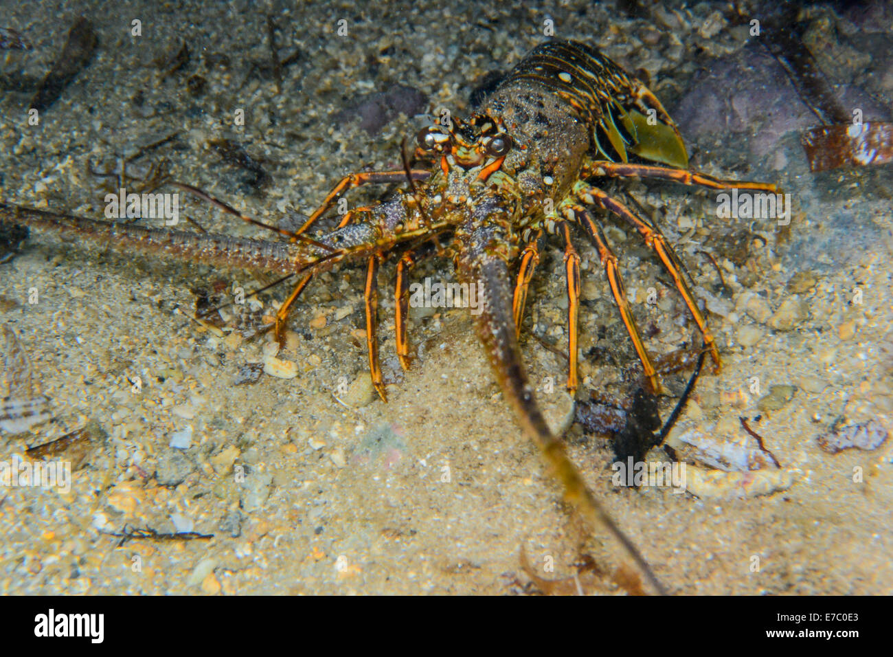 Spiny lobster Stock Photo Alamy