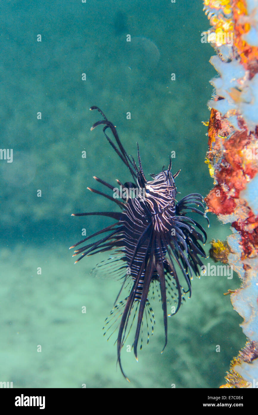 Lionfish Roatan Lion Fish in blue ocean waters of Roatan Honduras Stock Photo - Alamy