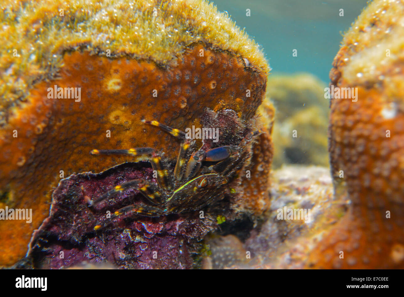 Nimble Spray Crab Percnon gibbesi on coral. Stock Photo