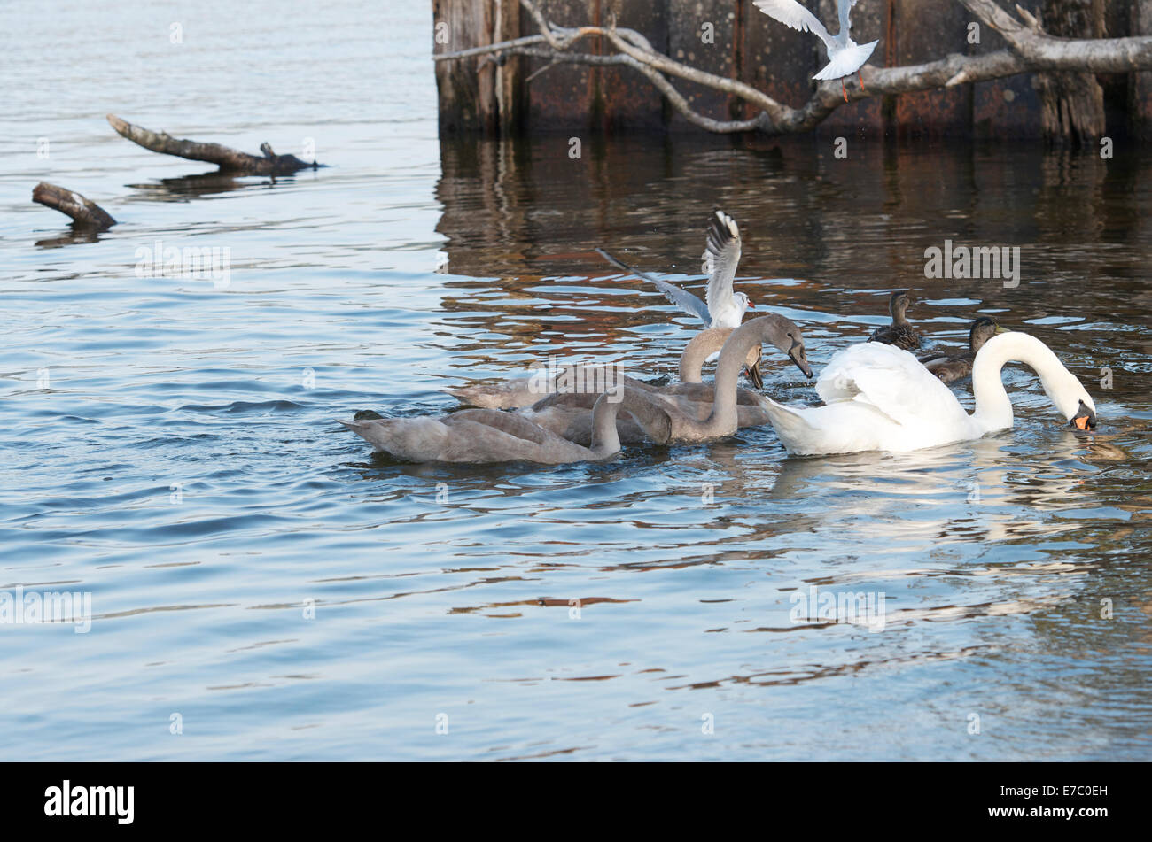 Swan and signets, Duck Bay, Loch Lomond, Scotland Stock Photo