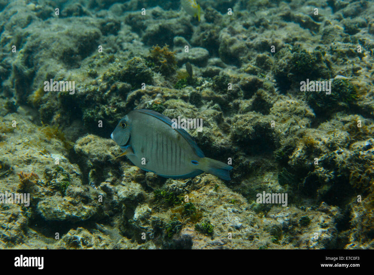 Doctorfish tang hi-res stock photography and images - Alamy