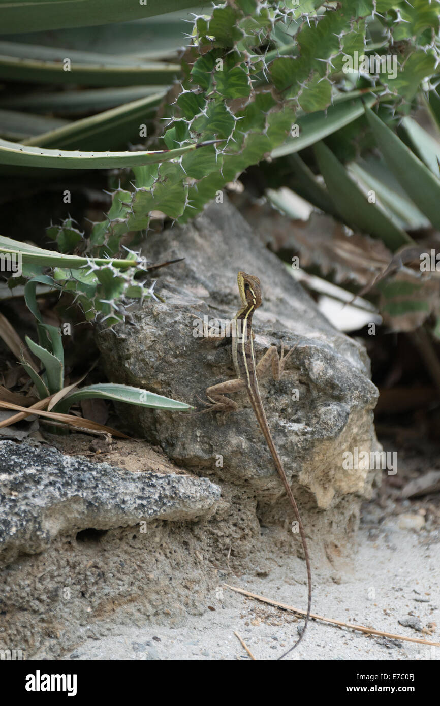 Brown basilisk lizard Stock Photo