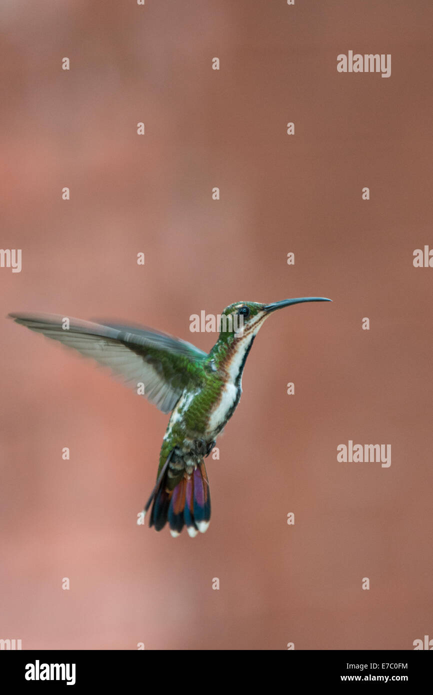 Beautiful Green-Breasted Mango hummingbird in flight Stock Photo