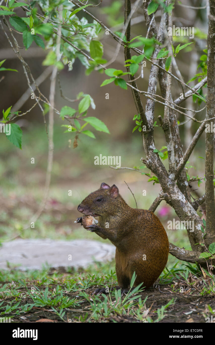 Common agouti Stock Photo