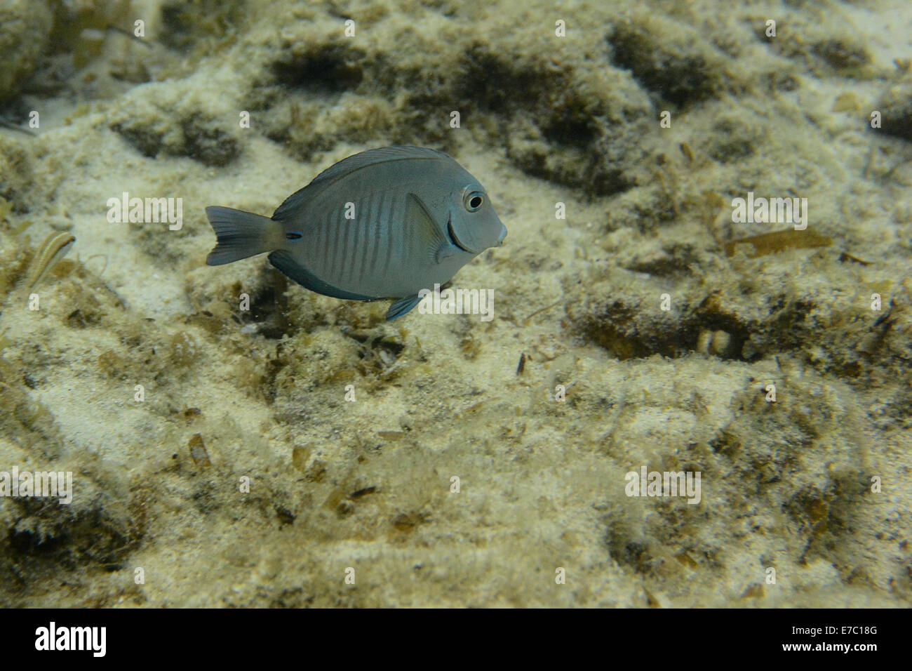 Doctorfish tang hi-res stock photography and images - Alamy