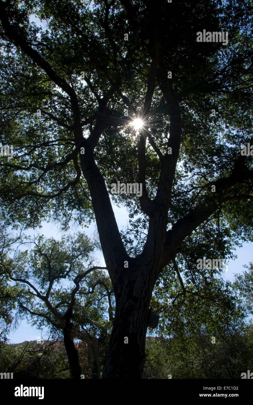 Oak with sunburst, Silverwood Wildlife Sanctuary, San Diego County, California Stock Photo