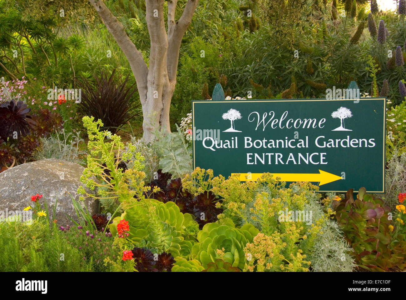 Quail Botanical Garden California Stock Photos Quail Botanical