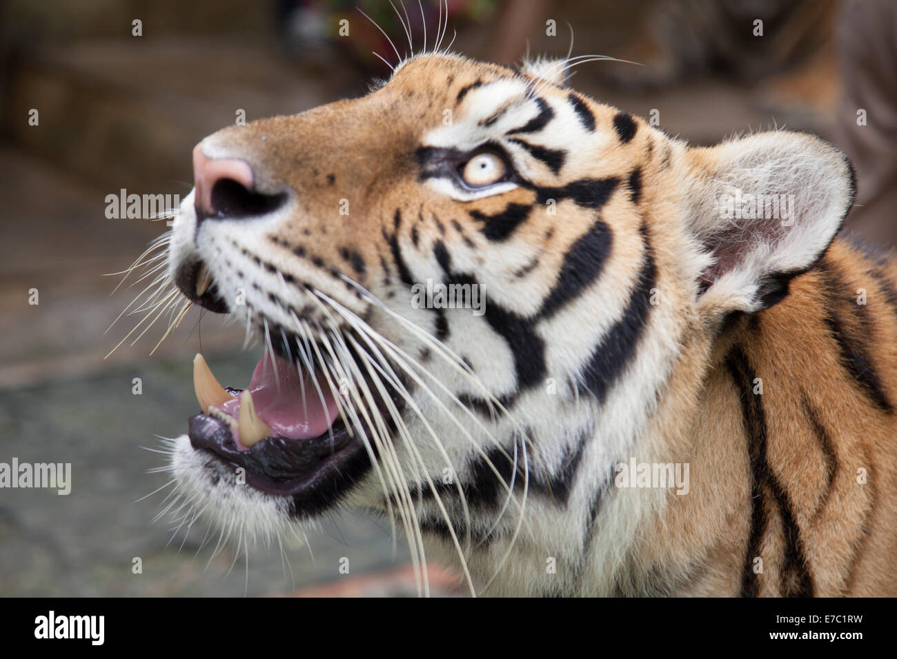 skin and face of a tiger Stock Photo - Alamy