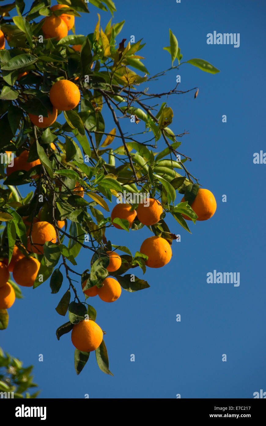 Oranges on tree in San Pasqual Valley, San Diego County, California Stock Photo Alamy