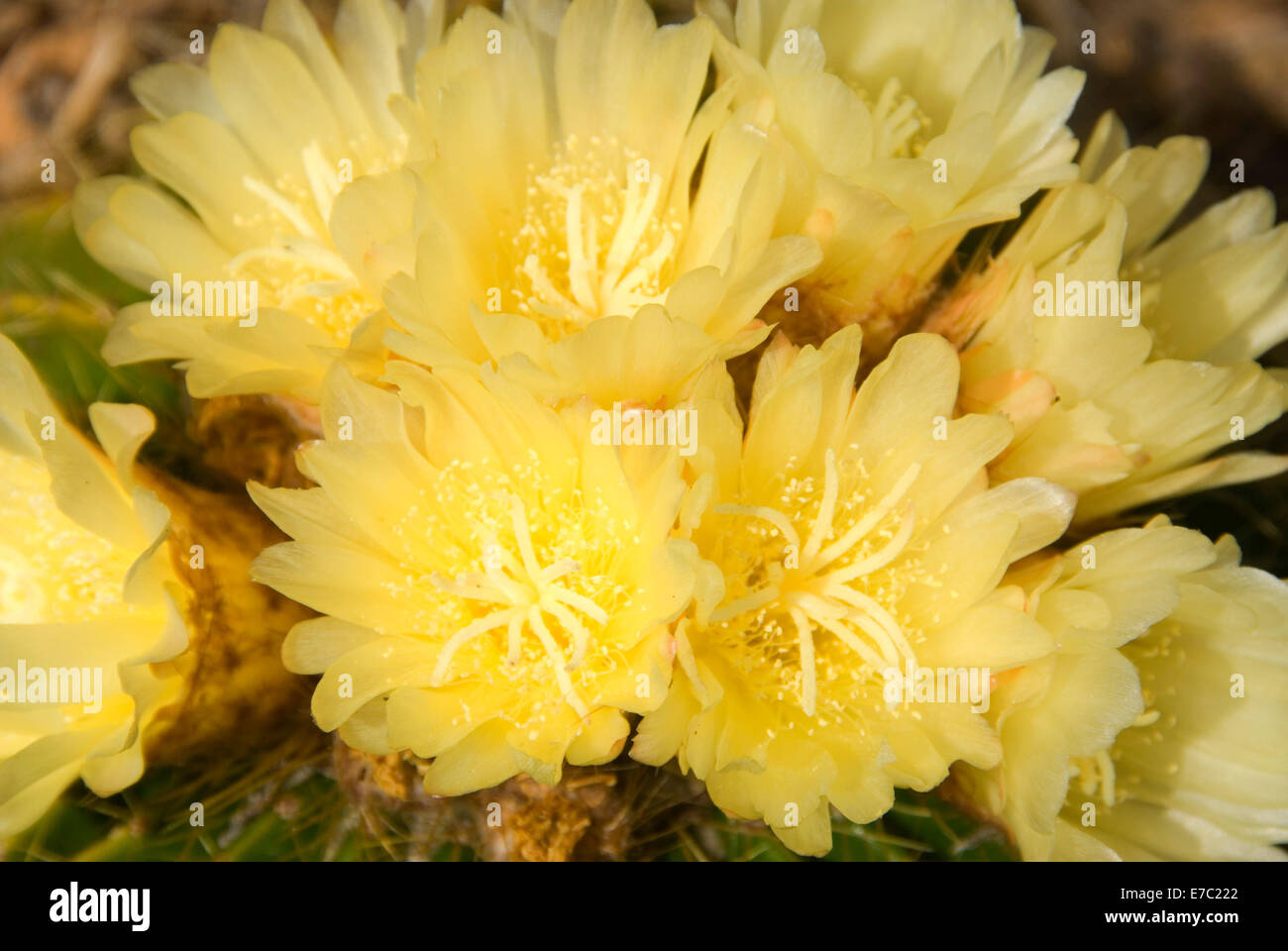 Schumanniana cactus (Parodia schumanniana) in bloom, San Diego Botanic Garden, California Stock Photo