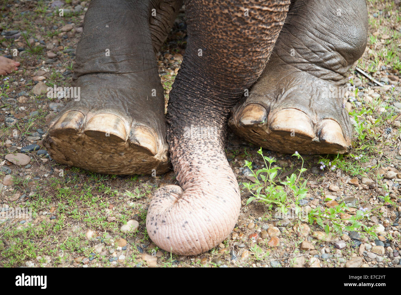 Elephant legs hires stock photography and images Alamy