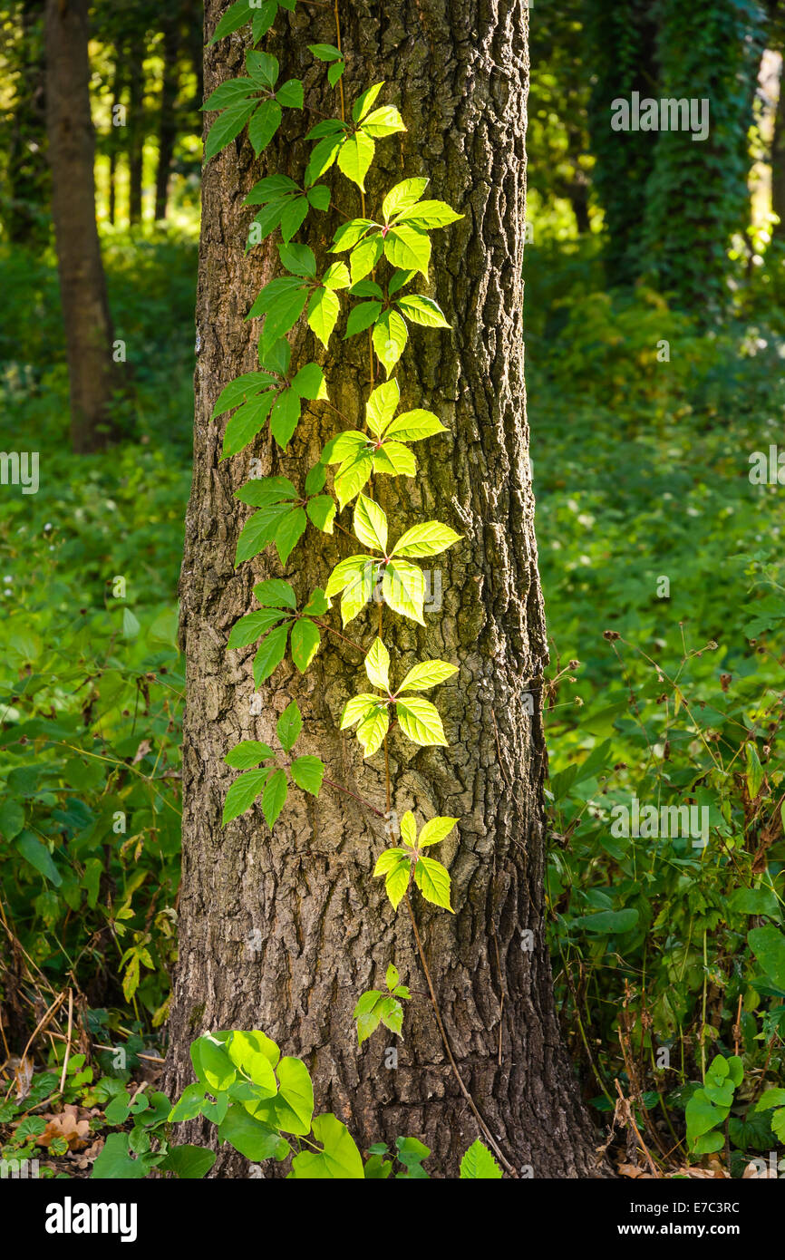 Creeper leaves on a tree trunk under a strong sun ray at the beginning