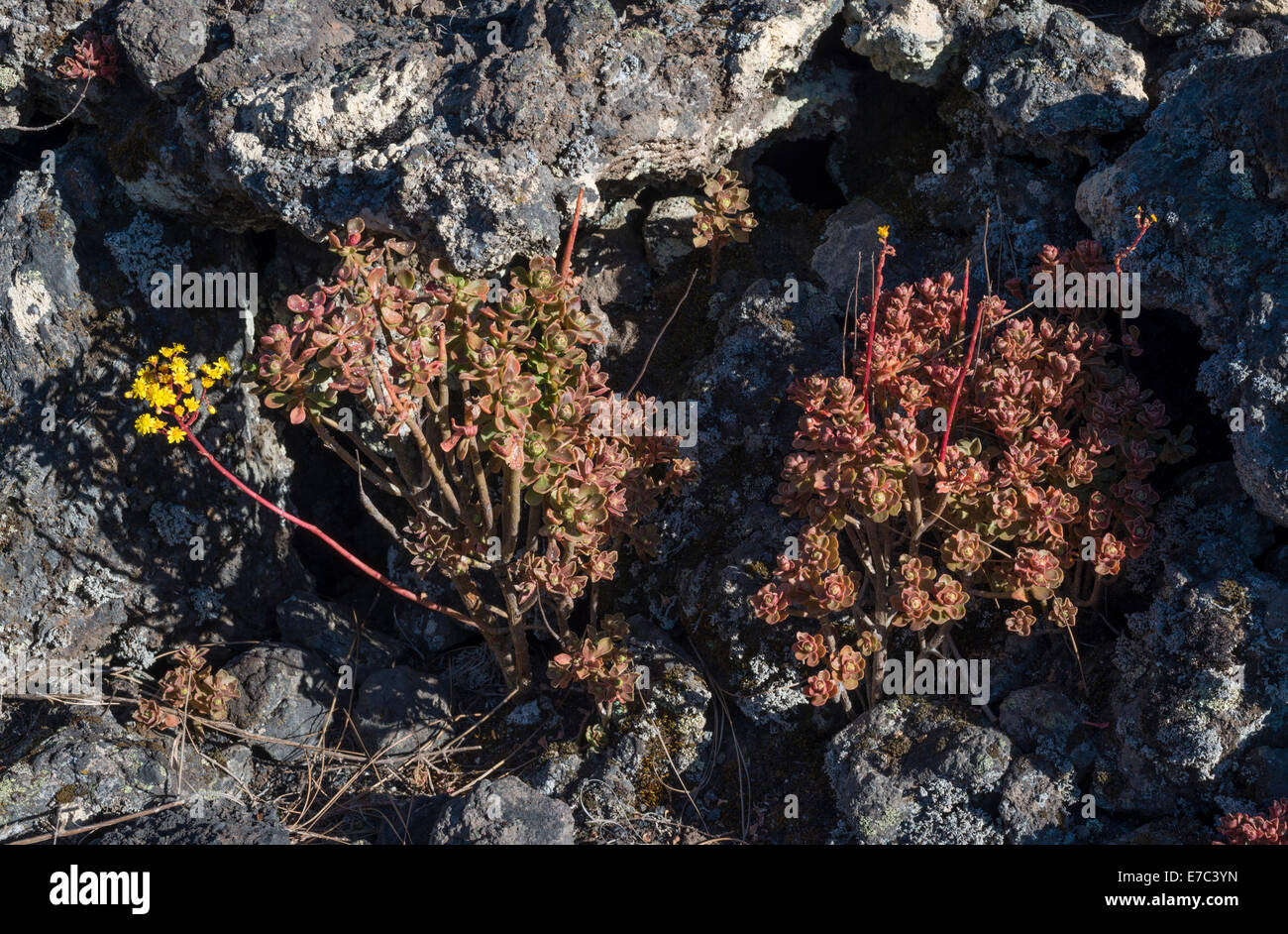 Aeonium spathulatum (stonecrop, houseleek, bejequillo canario) flowering in May on basaltic lava near Montana Chinyero, Tenerife Stock Photo