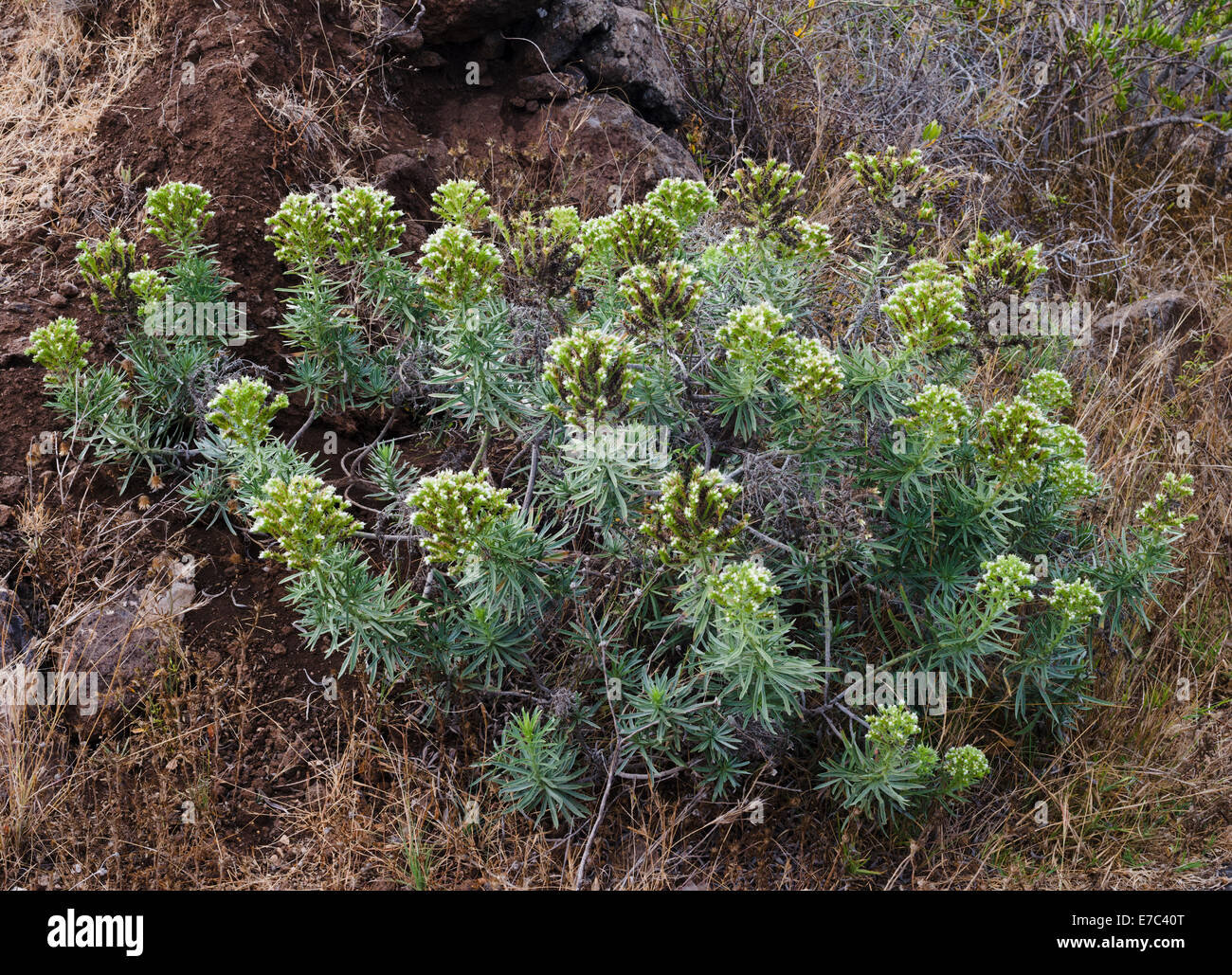 Echium brevirame (Spanish common name is arrebol), endemic to the island of La Palma, growing here on the cliff top at El Time Stock Photo