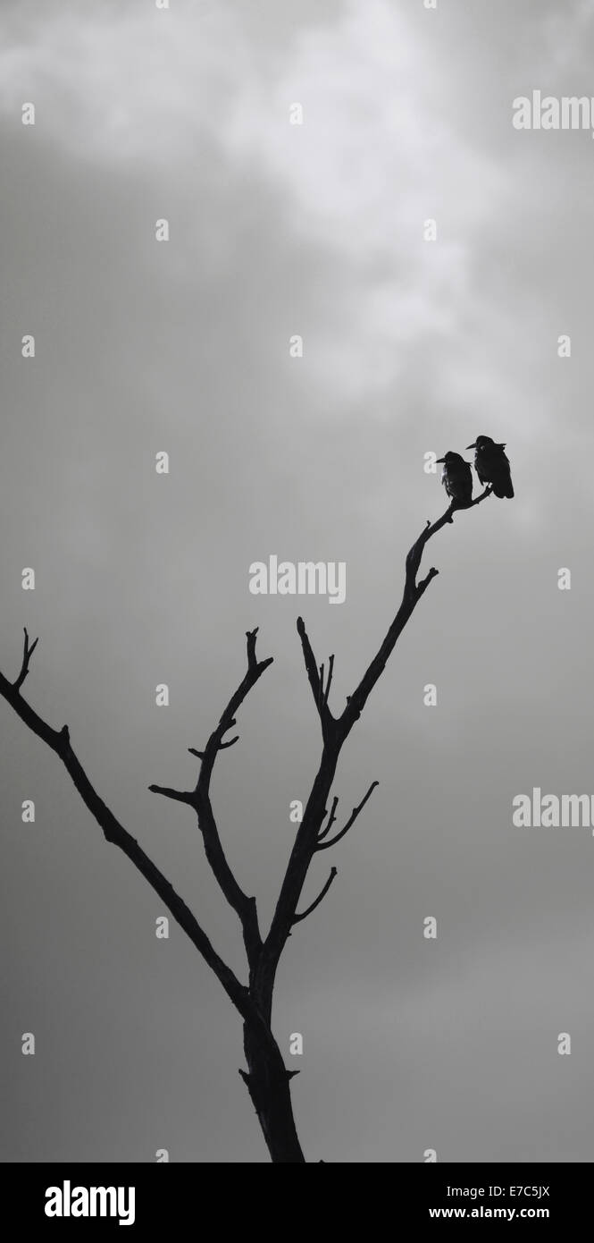 Silhouette of birds on a tree Stock Photo - Alamy