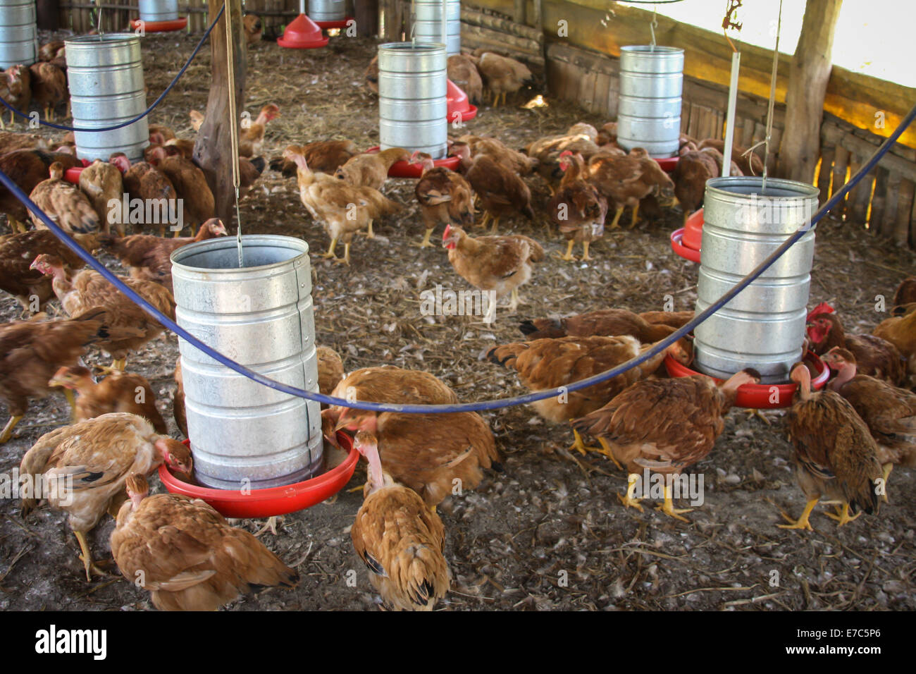 Feeding chickens Chickens feeding at a sustainable farming project