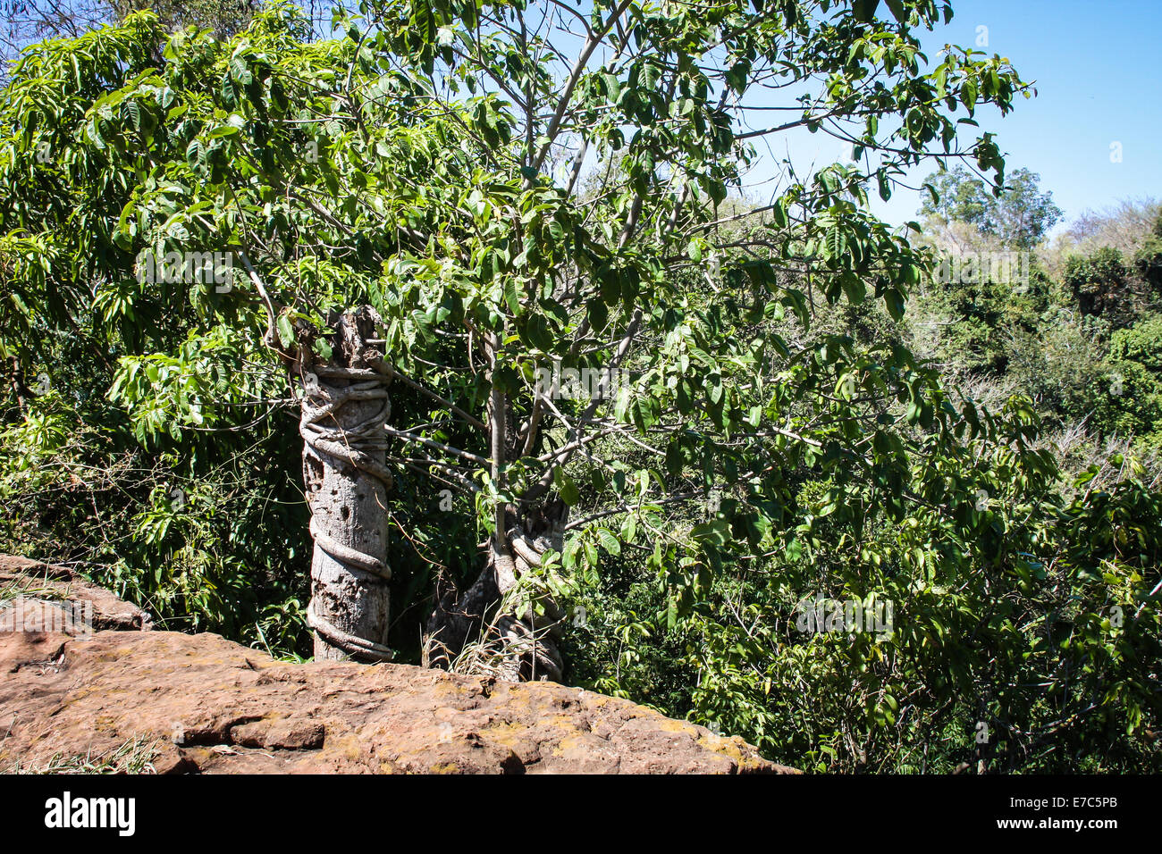 Strangling fig - Strangling fig growing around another small tree Stock Photo