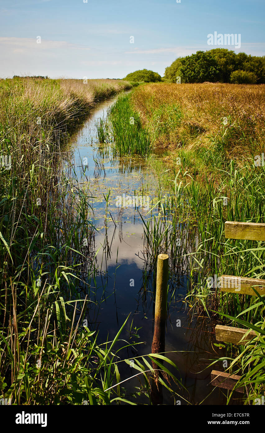 Typical Norfolk Broads Drainage Dyke. The Norfolk Broads. UK Stock