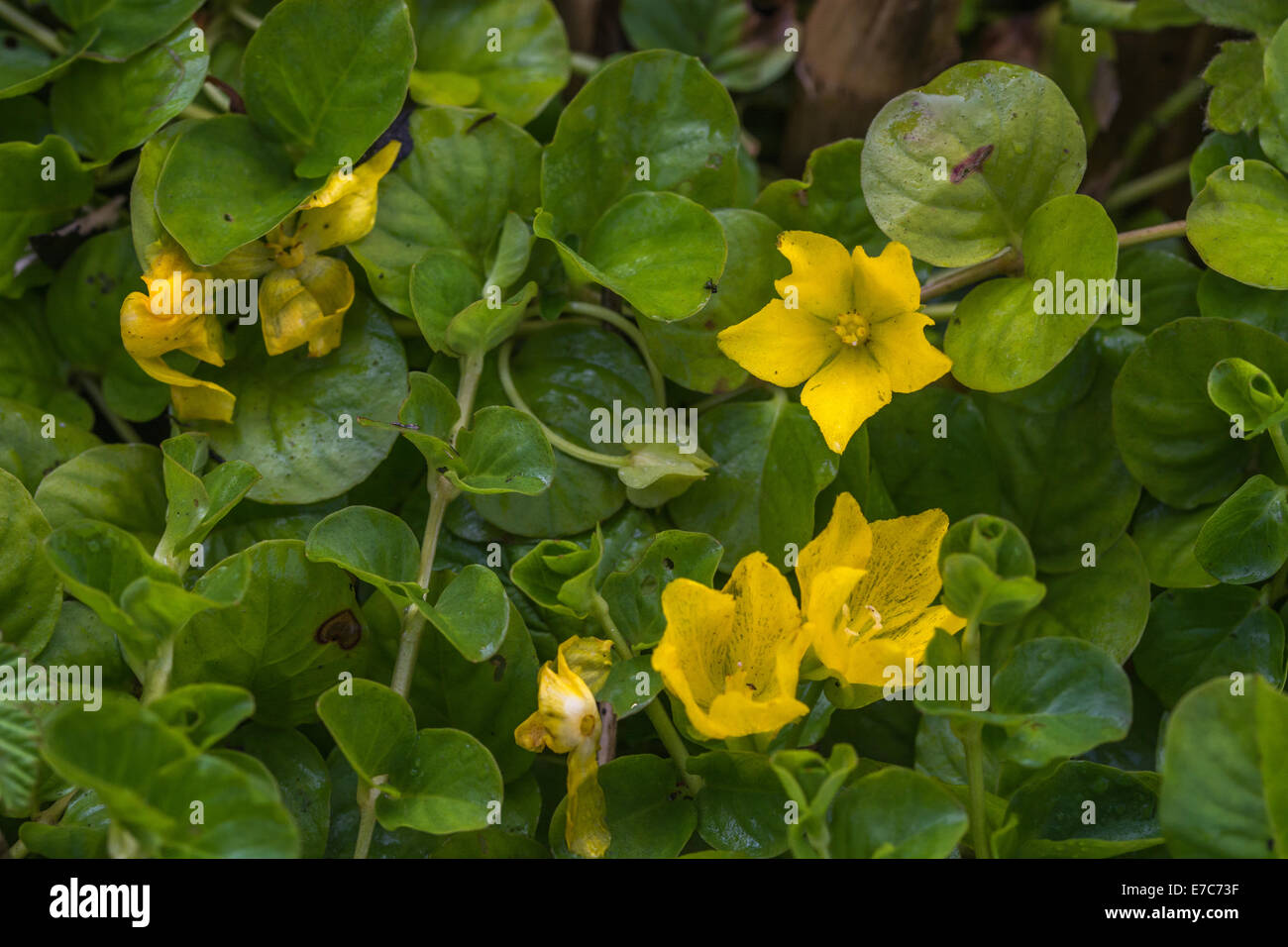 Creeping Jenny / Lysimachia nummularia flowers and foliage. The similarly flowered Yellow Pimpernel / Lysimachia nemorum has pointed ovate leaves. Stock Photo