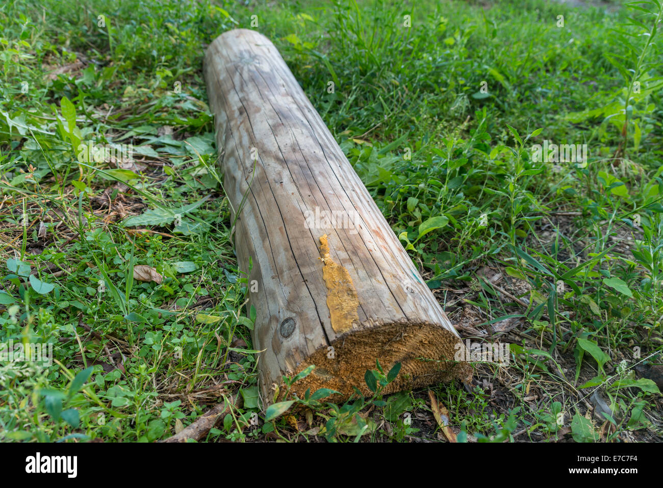 A wood trunk for cottage construction Stock Photo