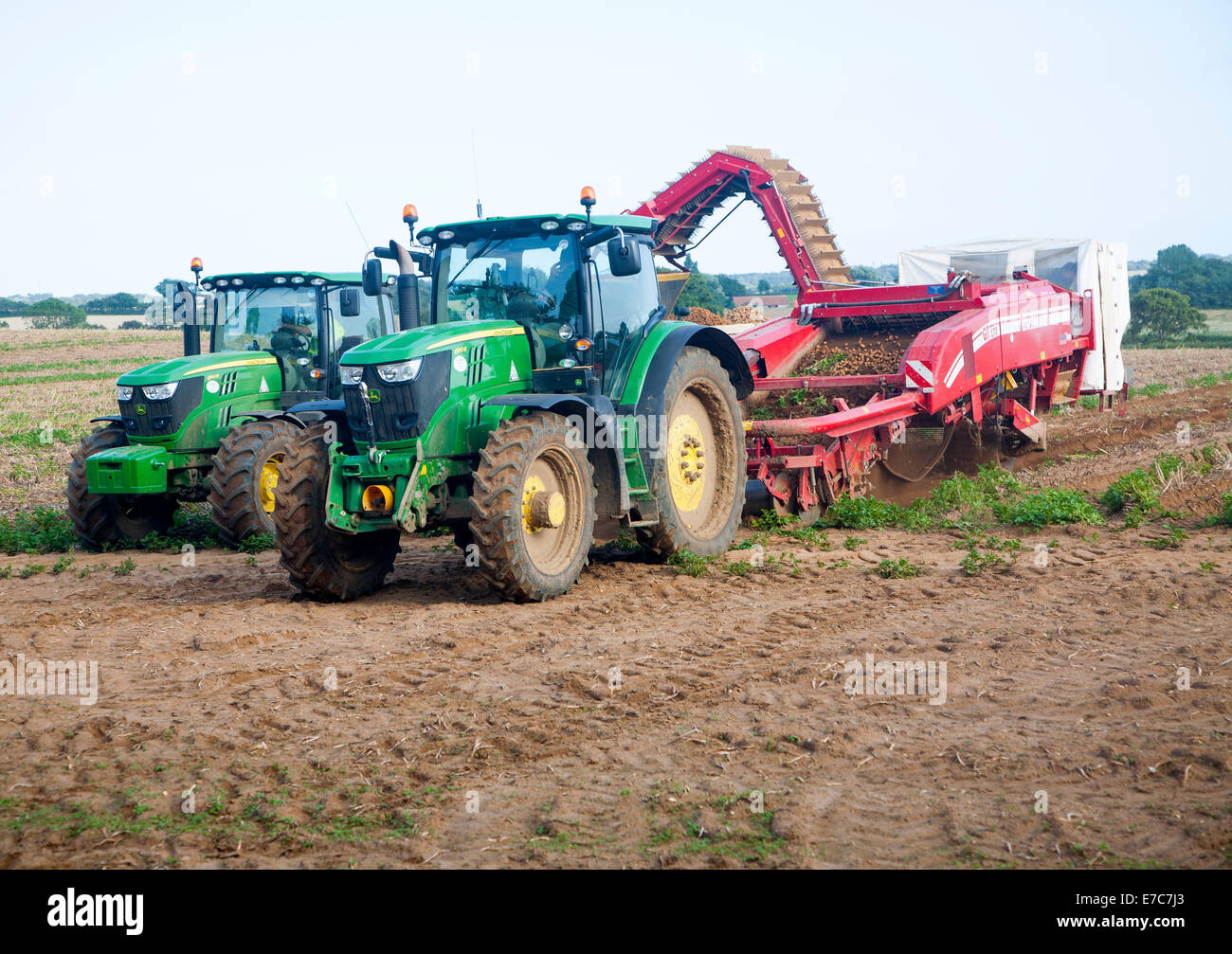 Tractors harvesting carrot crop at Ramsholt, Suffolk, England Stock