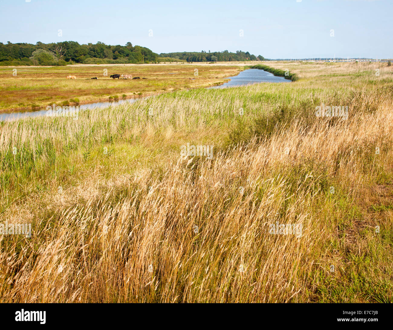 Cattle grazing on marshland wetland pasture, River Deben floodplain