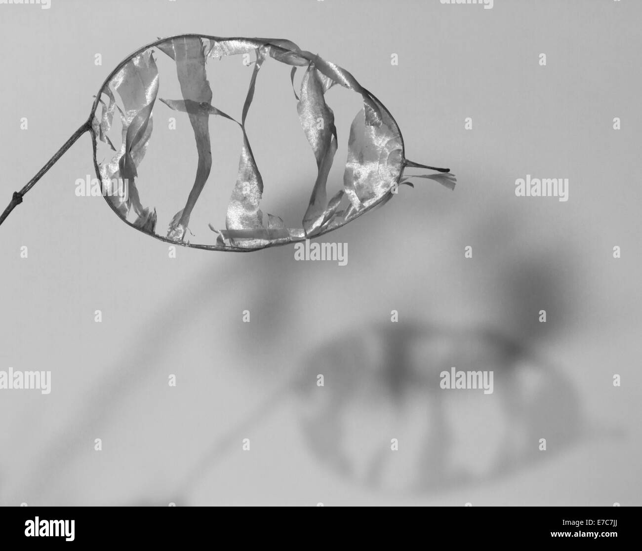Fading honesty Stock Photo