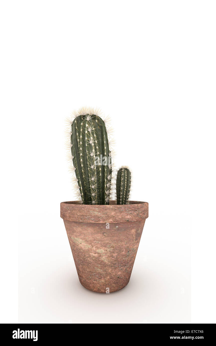 cactus in a pot isolated on white background Stock Photo - Alamy