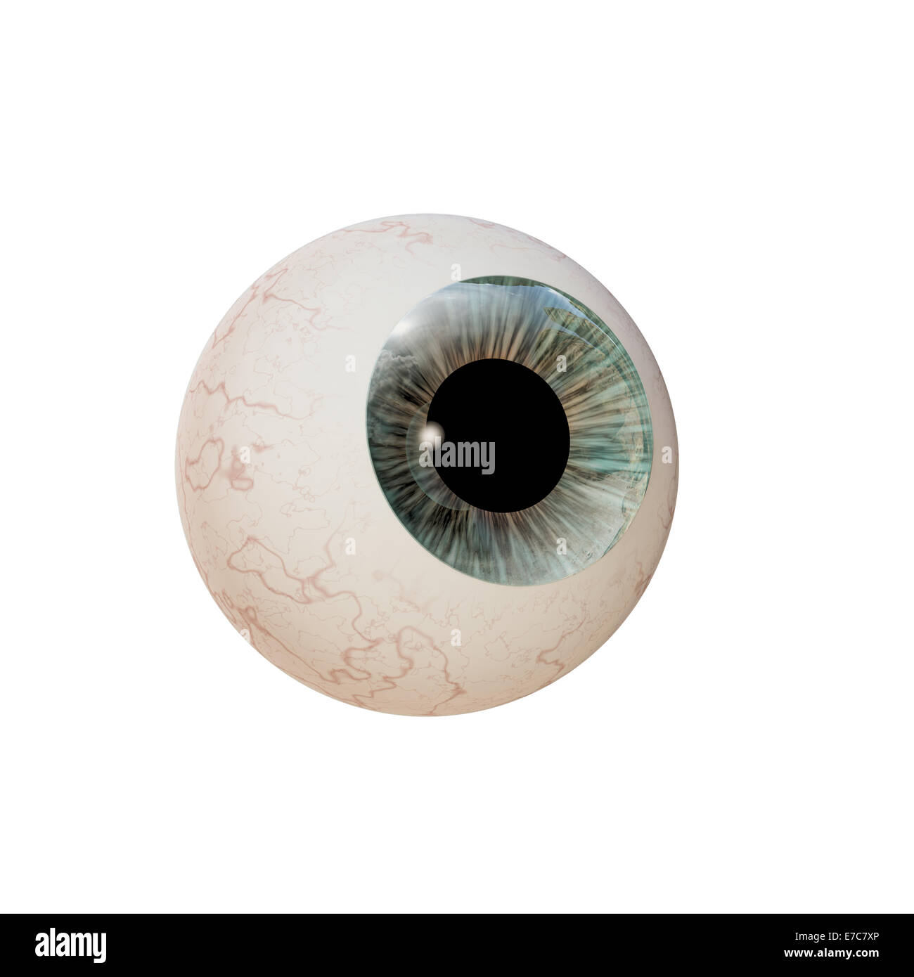 eyeball isolated on white background Stock Photo