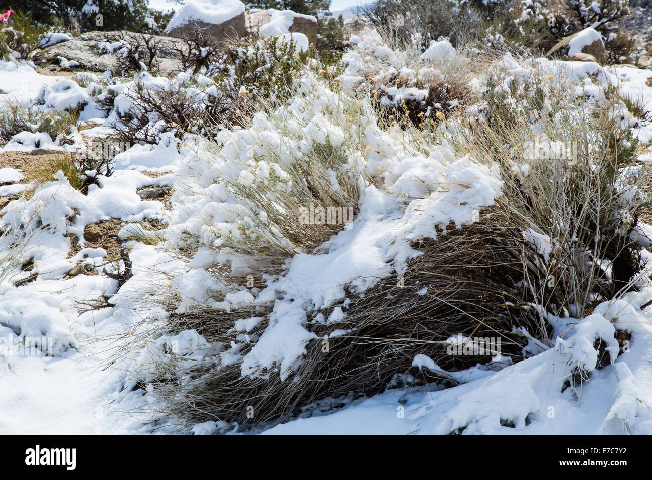Spring snow in the Eastern Sierra Nevada Mountain Range. California, USA Stock Photo