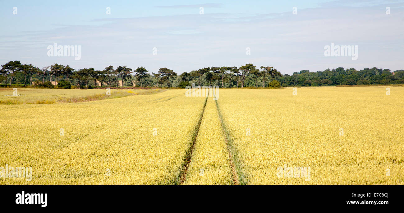Two straight lines created by vehicles running across arable field with cereal crop, Hollesley, Suffolk, England Stock Photo