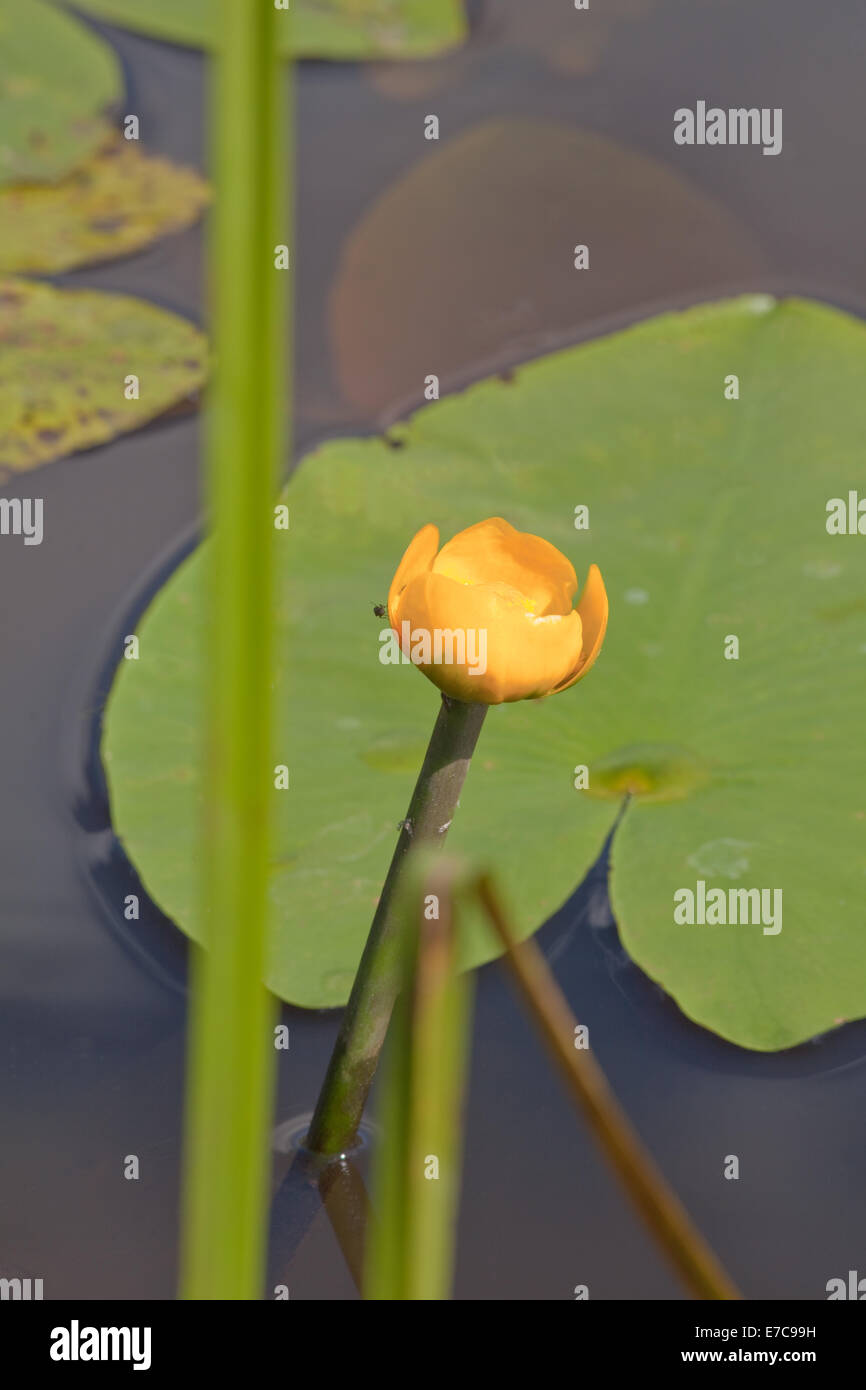 Yellow Waterlily or Brandybottle (Nuphar lutea). Calthorpe Broad. NNR