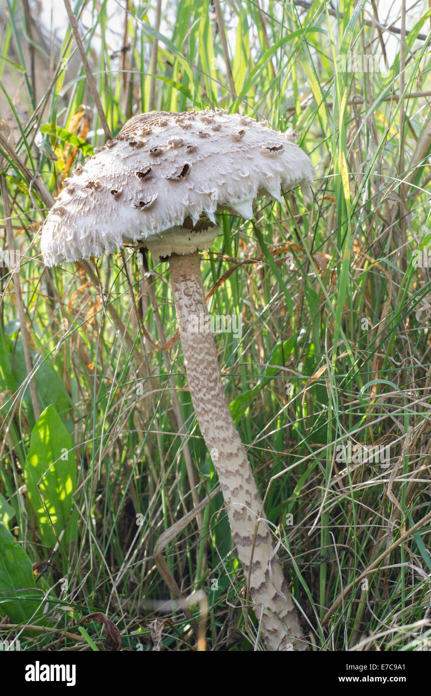edible parasol mushroom in grass Stock Photo