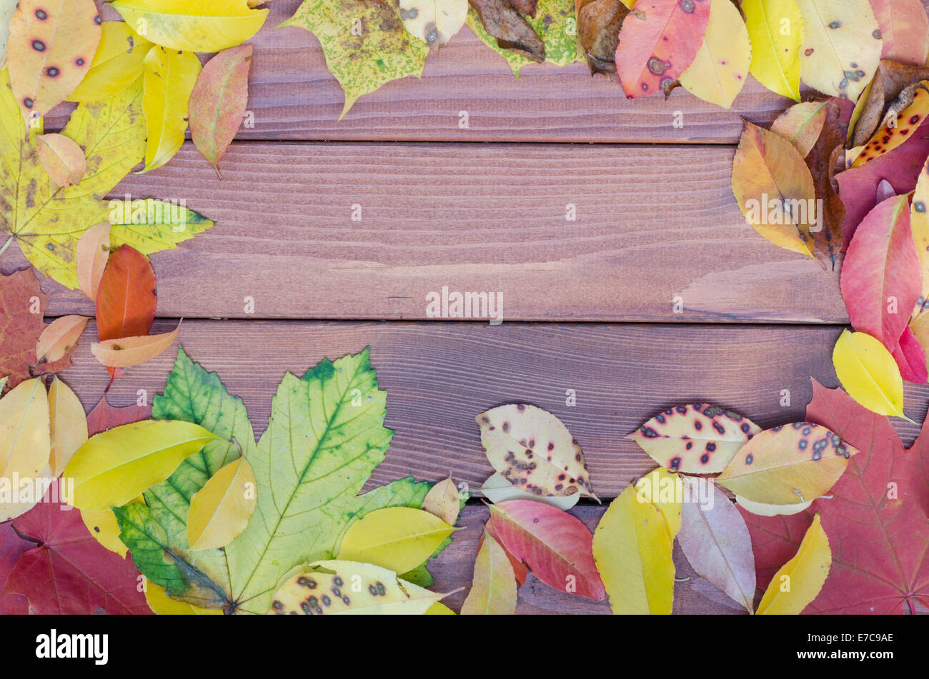 variety of multicolored fall leaves Stock Photo