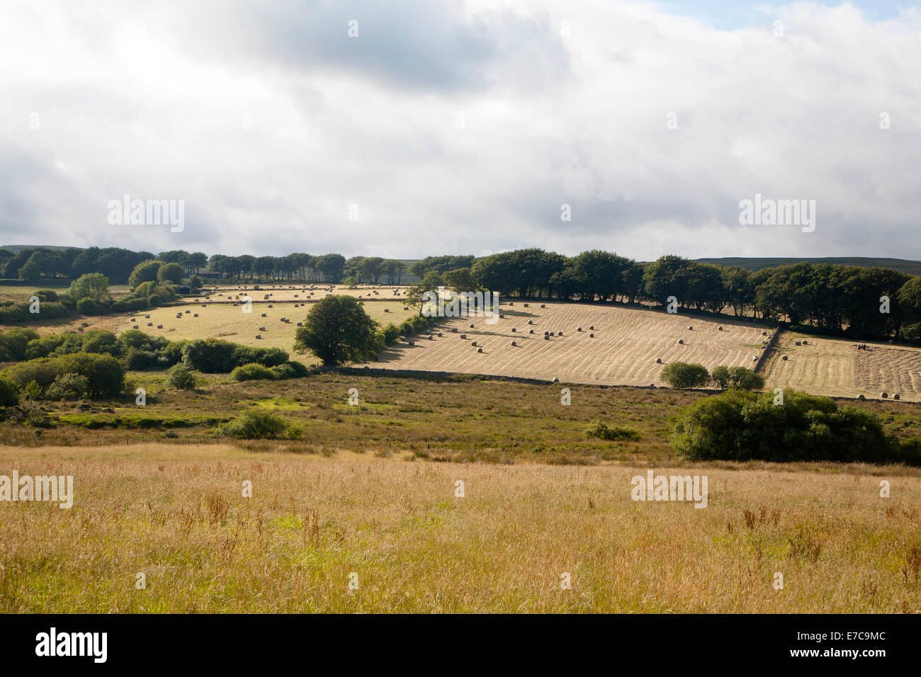 Straw bales in arable fields farming landscape Dartmoor national park, near Postbridge, Devon, England Stock Photo