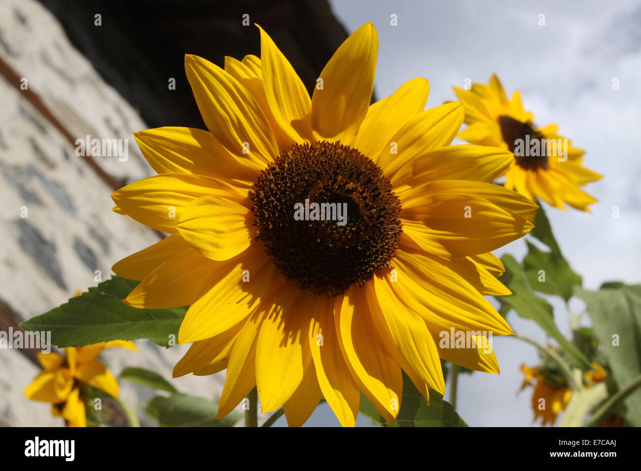 Sunflower in full bloom in field of sunflowers on a sunny day. Photo ...