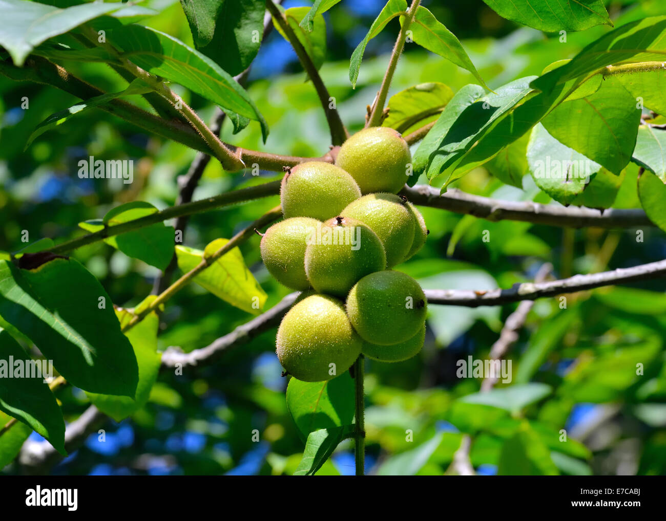 Juglans Cordiformis green nuts on a tree branch Stock Photo Alamy