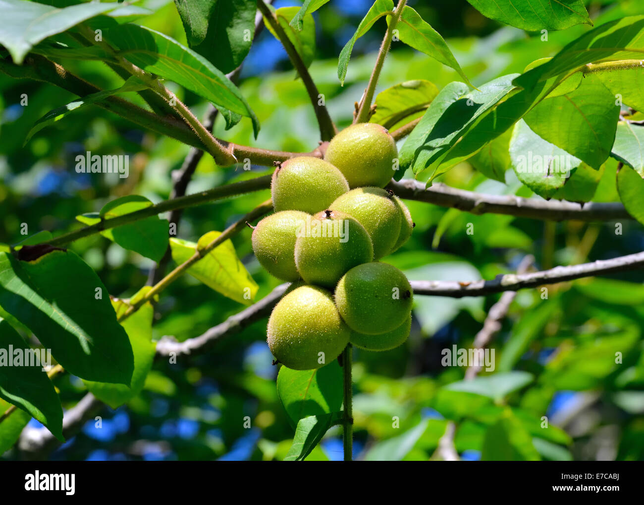 Juglans Cordiformis - green nuts on a tree branch Stock Photo