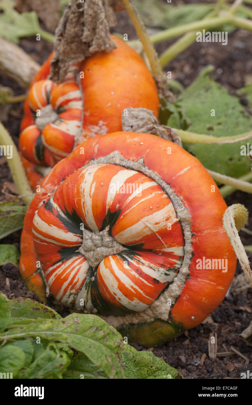 Turk's Turban Pumpkin, Gourd or Squash (Cucurbita maxima). Cultivated ornamental fruits, or 'vegetables' Still attached to plant Stock Photo
