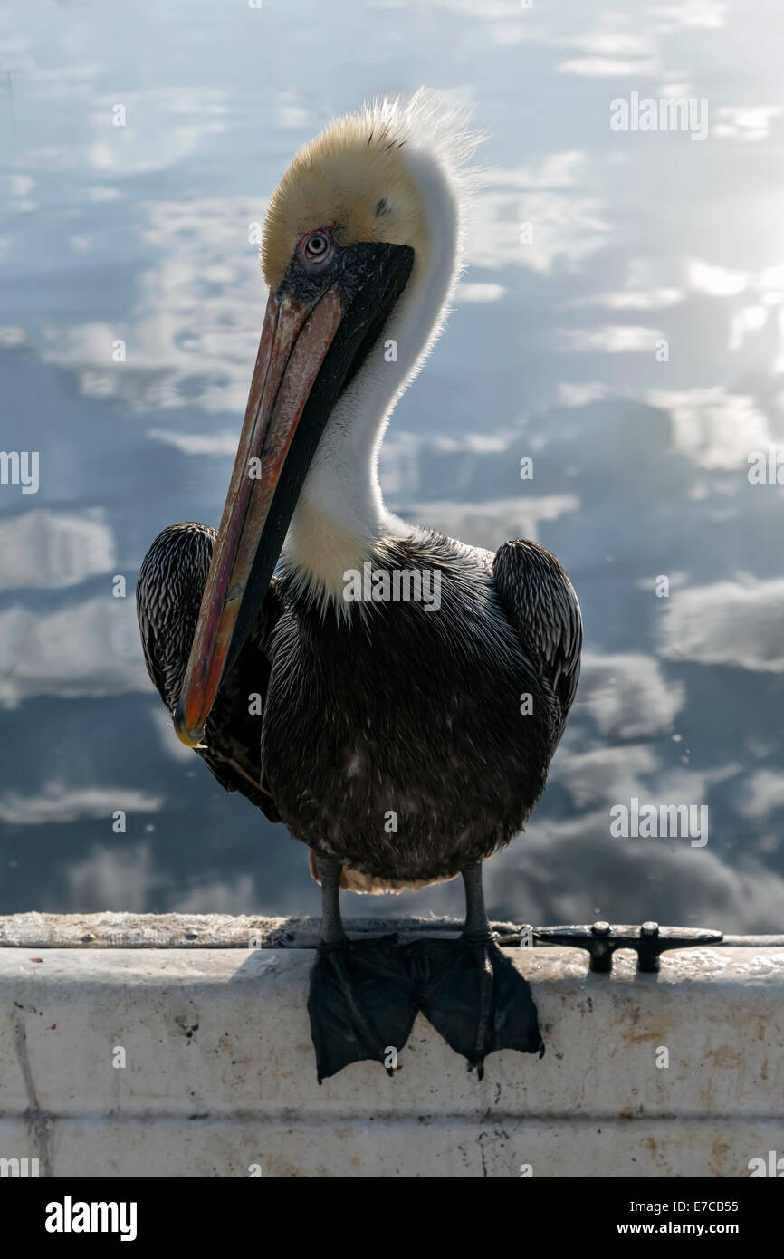 Mature adult Brown Pelican (Pelecanus occidentalis) sea bird with white head perched on side of dinghy. Stock Photo