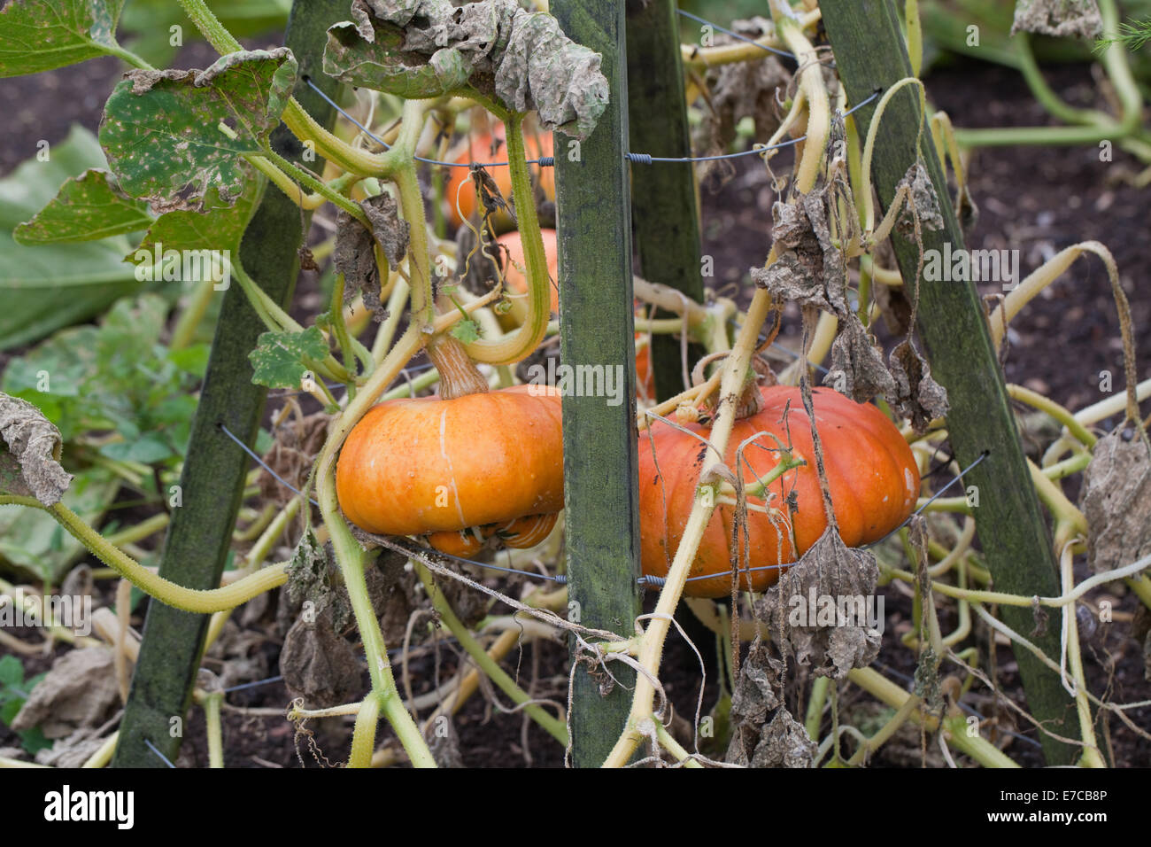 Turk's Turban Pumpkin, Gourd or Squash (Cucurbita maxima). Cultivated ornamental fruits, or 'vegetables'. Growing over and suppo Stock Photo