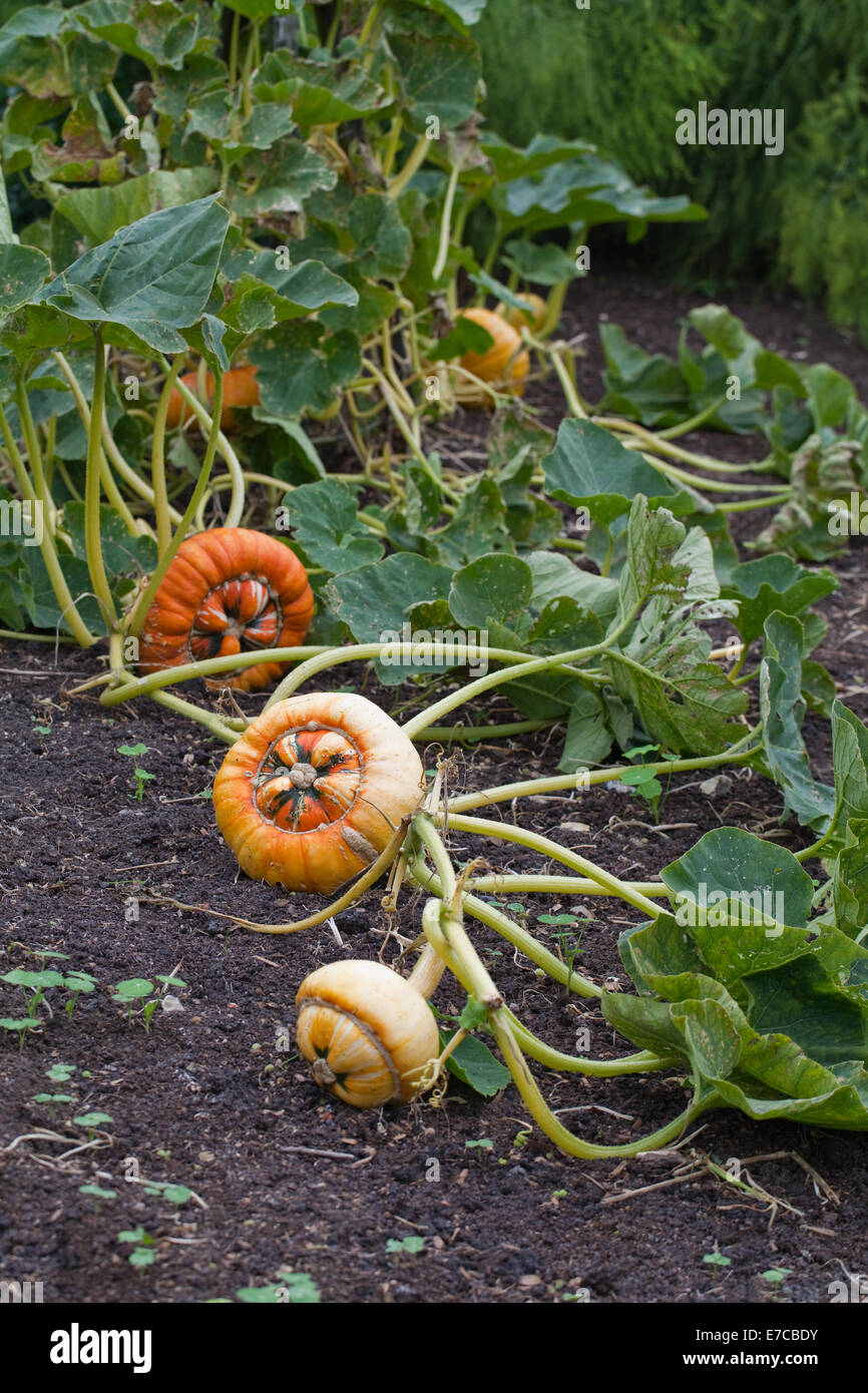 Turk's Turban Pumpkin, Gourd or Squash (Cucurbita maxima). Cultivated ornamental fruits, or 'vegetables'. Attached to plant. Stock Photo