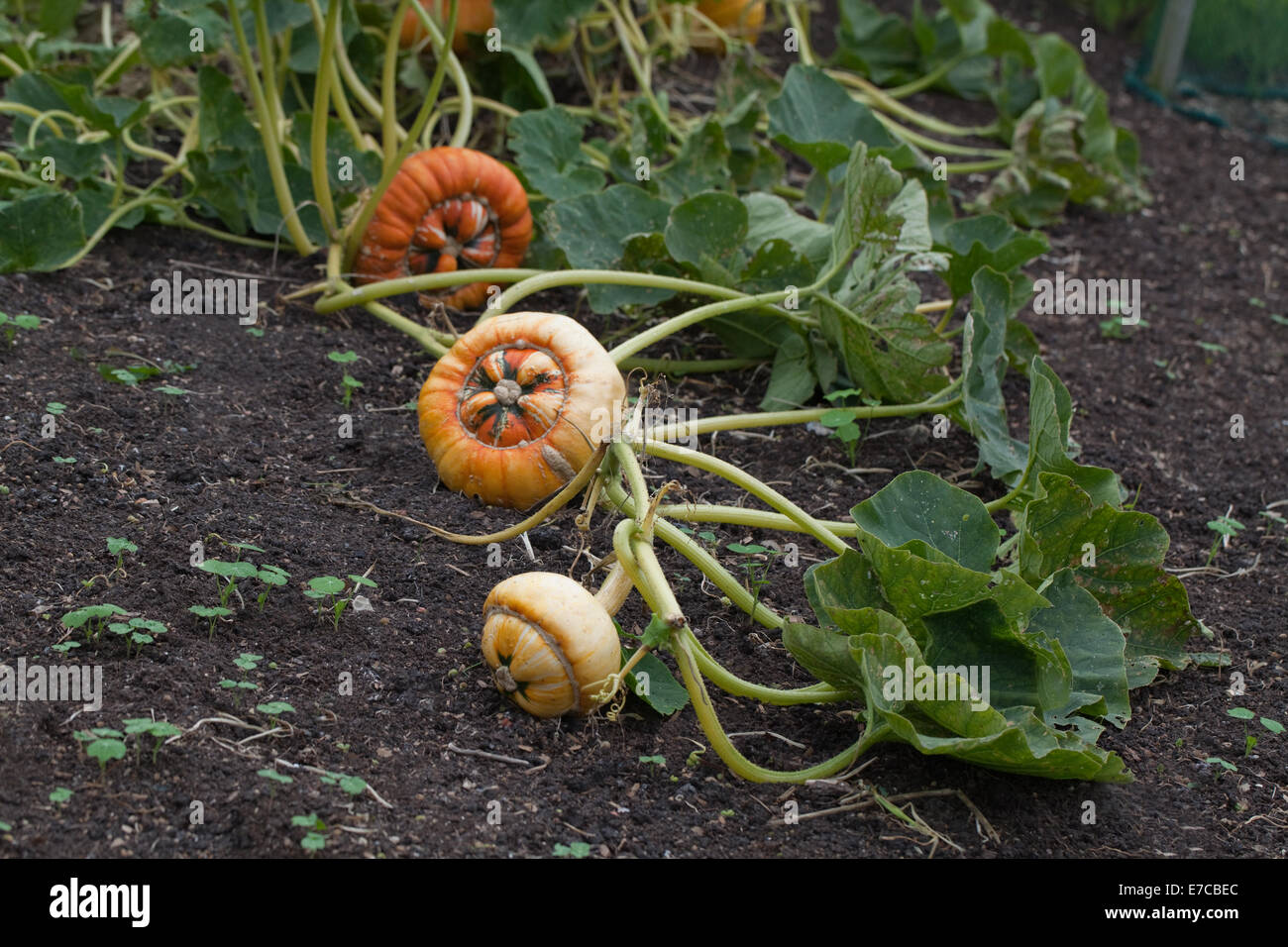 Turk's Turban Pumpkin, Gourd or Squash (Cucurbita maxima). Cultivated ornamental fruits, 'vegetables'. Still attached to plant. Stock Photo