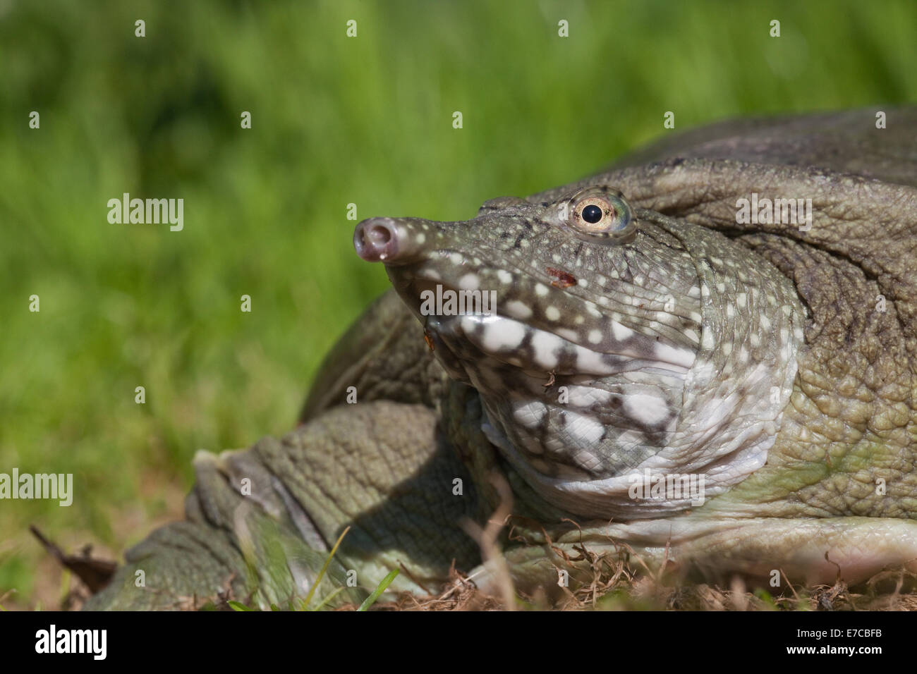 Chinese Softshell Turtle (Pelodiscus sinensis). On land. Head and neck partially withdrawn. Stock Photo