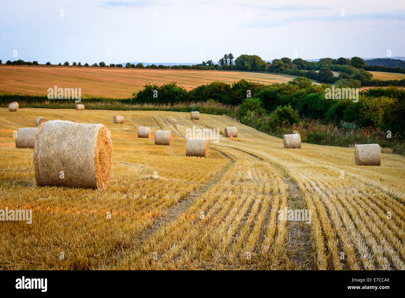 Ancient Ridgeway in Berkshire with hay bales on a summers evening Stock ...