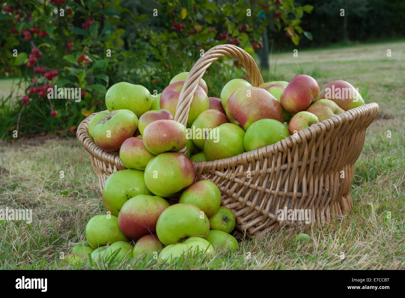 Bramley Apples (Malus domestica) in a basket. Situated in an orchard, Stock Photo