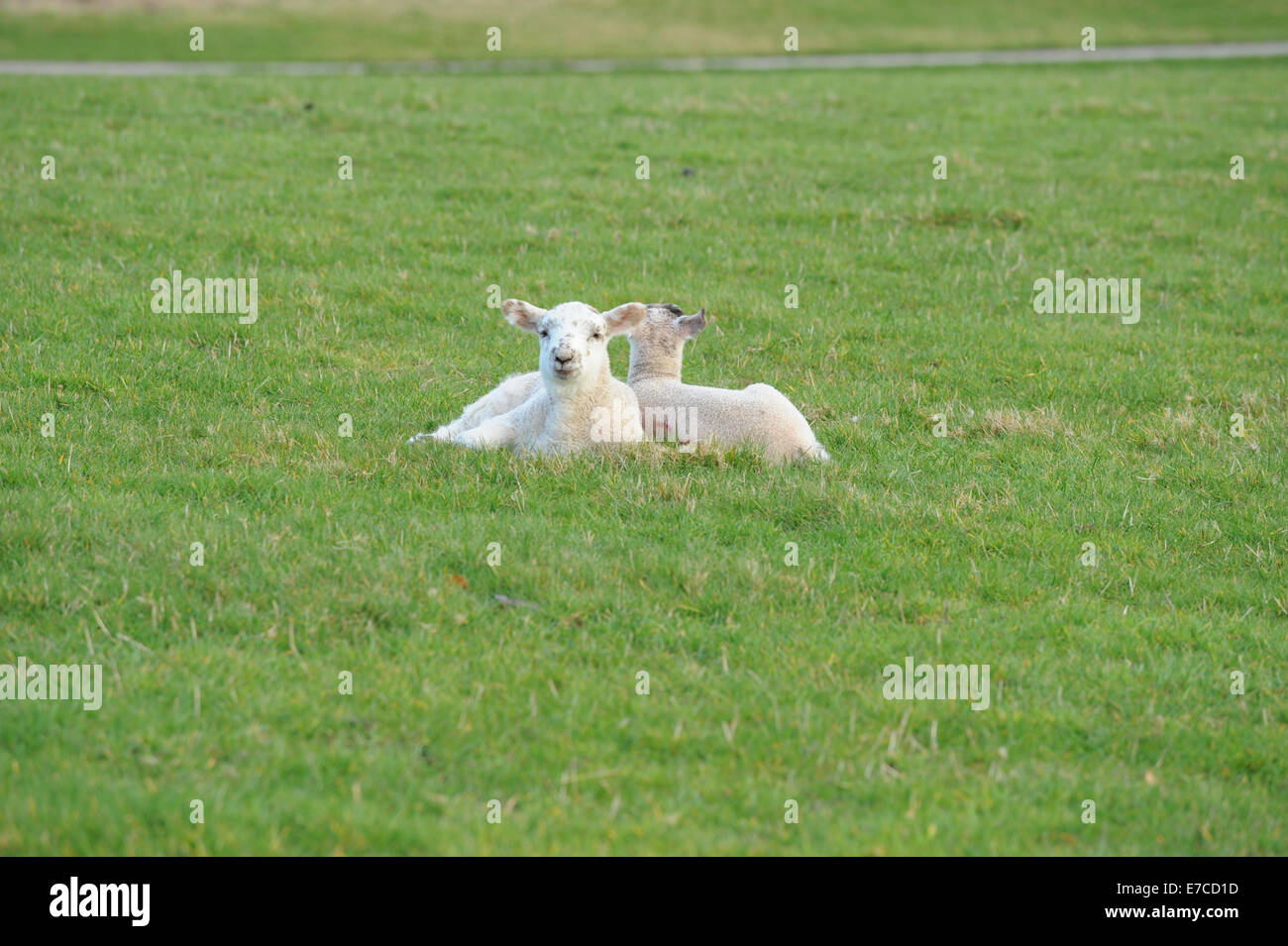 Sheep and Lambs on a farm near the Warwickshire village of Wooton Wawen in the Midlands, England, UK Stock Photo