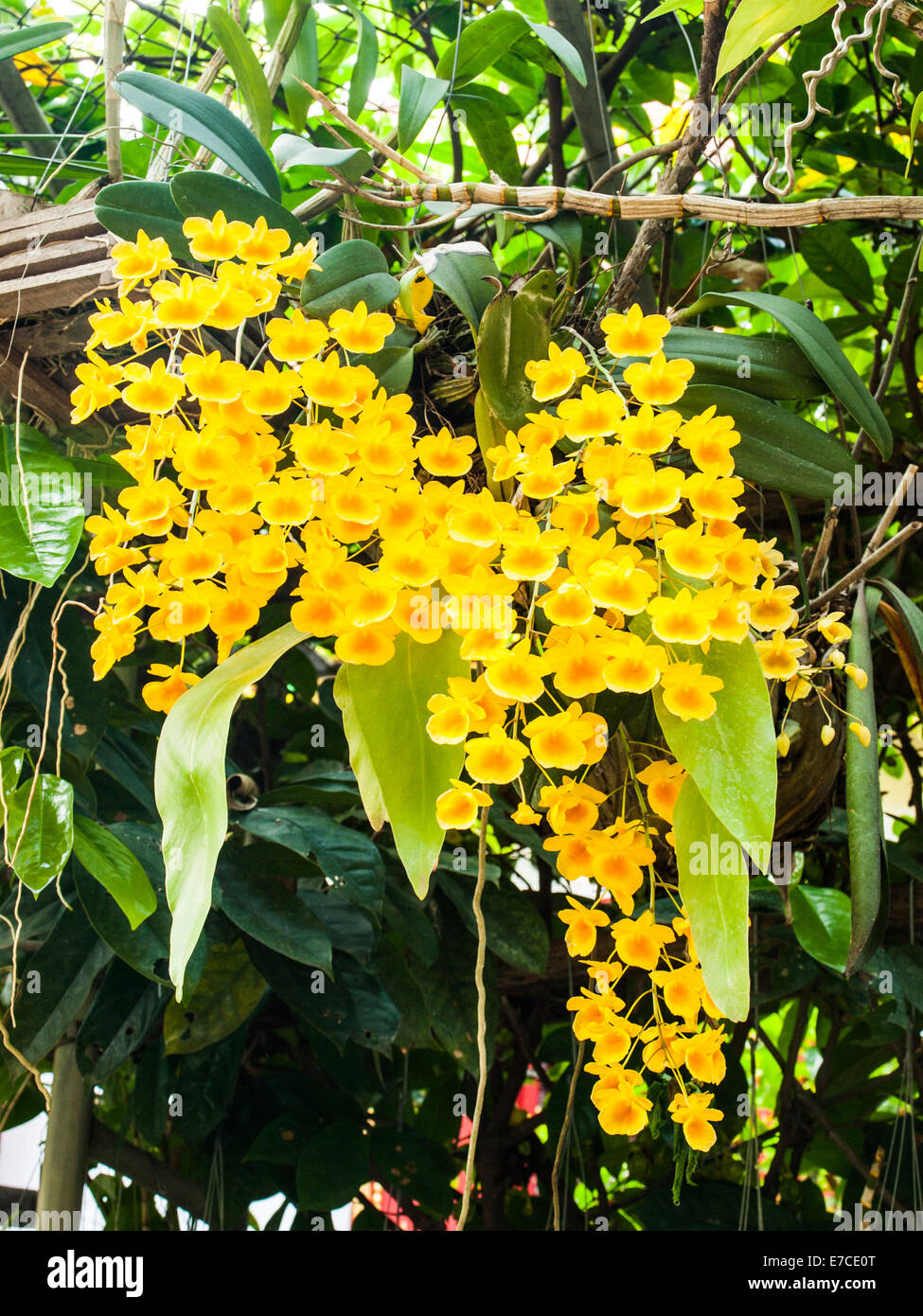 Colorful Orchid Species Yellow Dendrobium lindleyi flower in nature Stock Photo