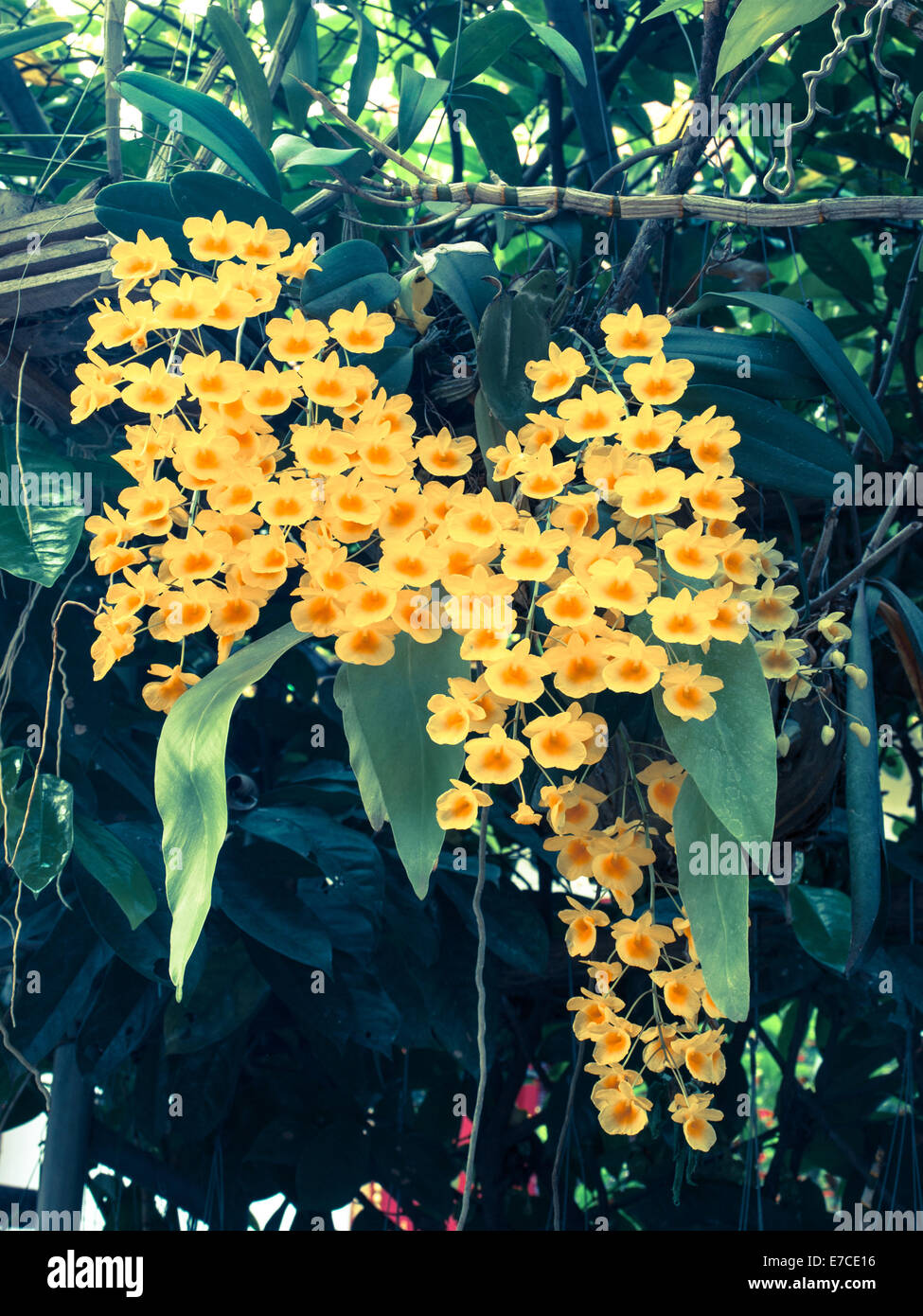Colorful Orchid Species Yellow Dendrobium lindleyi flower; Filtered image:cross processed vintage effect. Stock Photo