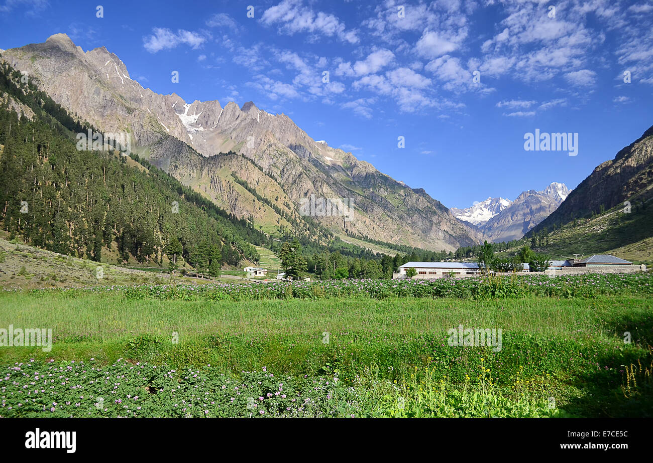 Naltar Valley Gilget Baltistan Northern Areas Pakistan Stock Photo